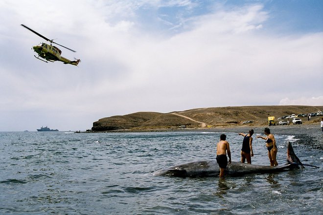 Tako so leta 2002 reševali nasedle kite ob obali&nbsp;Fuerteventure na Kanarskih otokih. FOTO: Fuerteventura Government/AFP