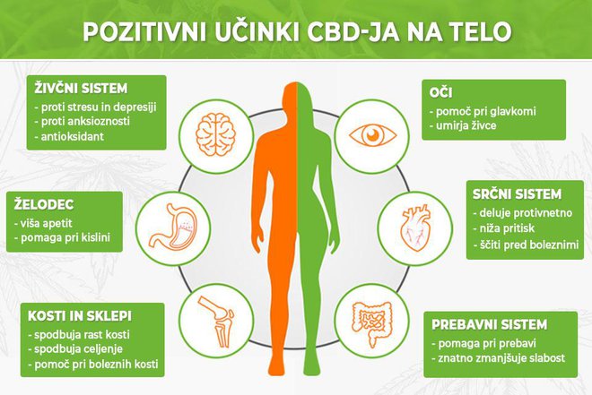 Številne študije – nekaj jih je bilo izvedenih tudi v Sloveniji – potrjujejo učinkovitost CBD-ja. FOTO: Konopljin cvet