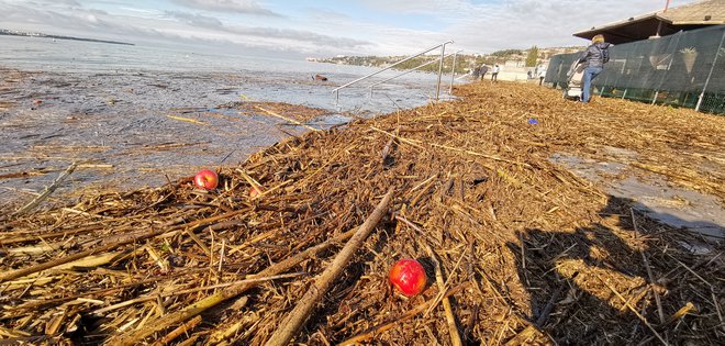 Poplava vejevja in kmetijskih odpadkov iz doline Dragonje v morju. FOTO: Boris Šuligoj