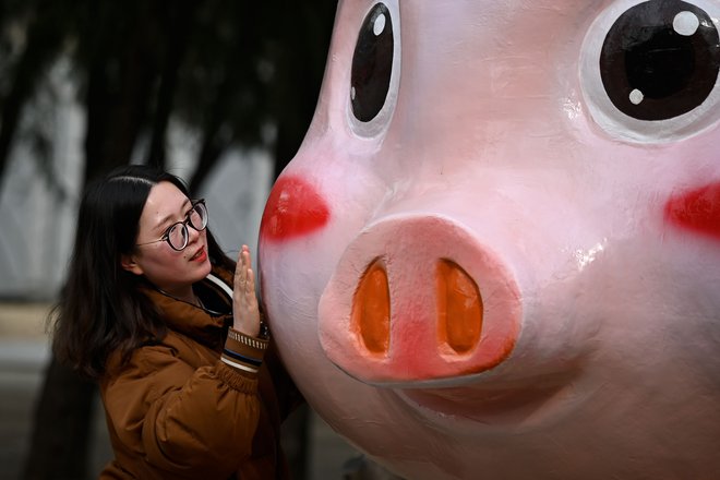 V vseh hišah, restavracijah, parkih, zasebnih avtomobilih in mestnih avtobusih je na vidnih mestih pritrjeno ali obešeno znamenje svinje, na številnih lokacijah so postavljene tudi skulpture ali lutke svinj, ki naj bi ljudem prinašale srečo.&nbsp; FOTO: AFP