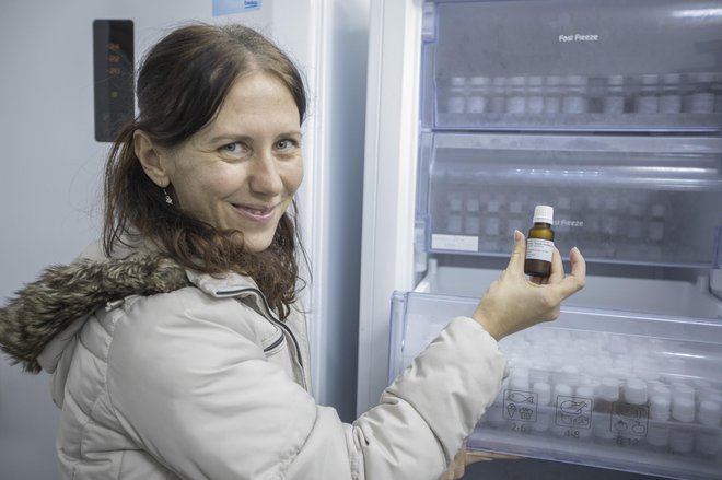 S shrambo v hladilnikih in zamrzovalnikih podaljšajo dolgoživost semen, je pojasnila raziskovalka Blanka Ravnjak iz Botaničnega vrta Univerze v Ljubljani. FOTO: Voranc Vogel