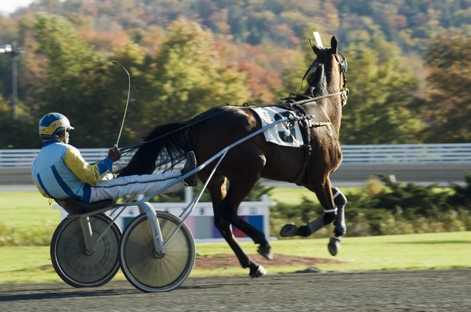 V lanski sezoni je po podatkih Kasaške zveze Slovenije pri nas nastopalo 185 tekmovalnih konj. FOTO: Getty Images