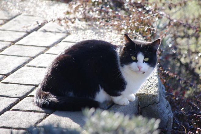 Nesimboličen posnetek. FOTO: Grega Kališnik