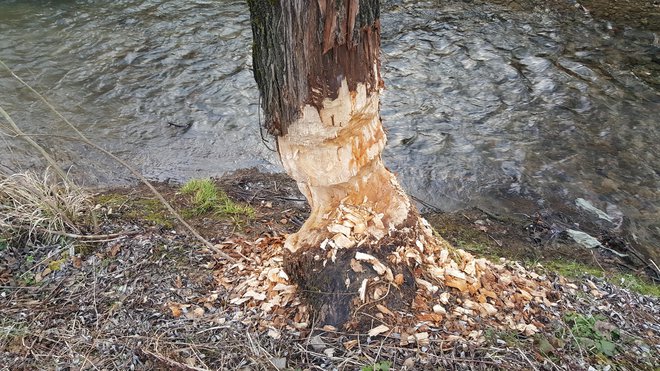 Sledovi črnograditeljevega glavnega orodja, velikih in močnih glodačev. FOTO: Maja Prijatelj Videmšek