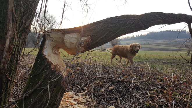 Vsa drevesa ne padejo na pravo stran. FOTO: Maja Prijatelj Videmšek