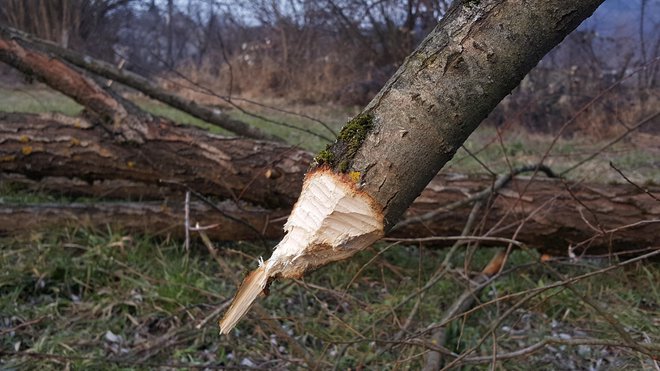 Ošiljen kot svinčnik. FOTO: Maja Prijatelj Videmšek