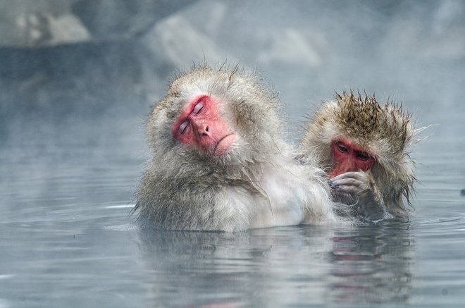 Snežne opice se ne namakajo le v termalnih vrelcih, ampak tudi v lastnih hormonih sreče. Foto Shutterstock