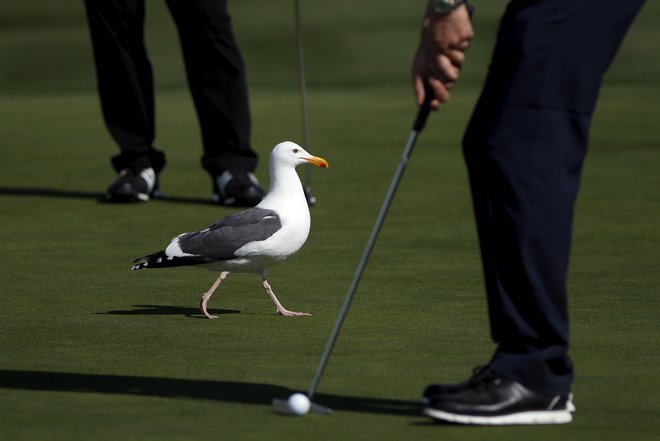 Tako kot se naš prvi suhozemski turistični biser Bled ponaša s prvim, kraljevskim (jugoslovanskim) golf igriščem še iz časov med obema svetovnima vojnama, je logično, da tudi Piran dobi svoje tekmovalno igrišče za golf z osemnajstimi igralnimi polji. FOTO: Reuters