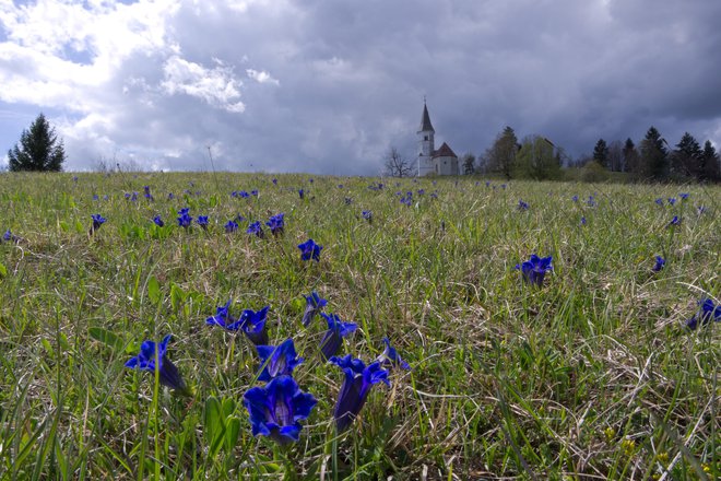 Za ohranitev Clusijevega svišča na Lovrencu so zaslužni predvsem planinci. FOTO: Vinko Šeško