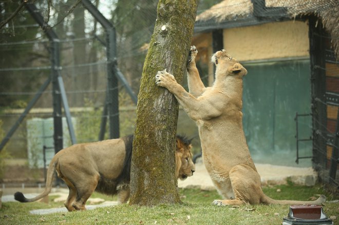 Čaja je leto starejša in 40 kilogramov lažja od Maksimusa, a se obnaša, kot da je glavna v paru. FOTO: Jure Eržen