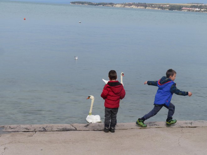 Ptiči se zadržujejo tam, kjer je morje plitko. FOTO: Nataša Čepar/Delo