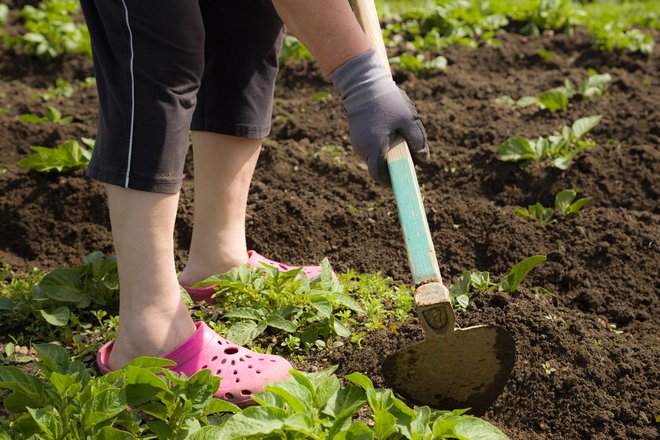 Tudi za vrtnarjenje je treba imeti kondicijo, če se želimo izogniti poškodbam. FOTO: Shutterstock