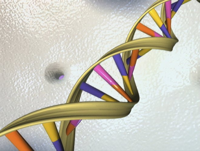 Dva metra bi bila dolga molekula DNK, če bi jo raztegnili. FOTO: Reuters