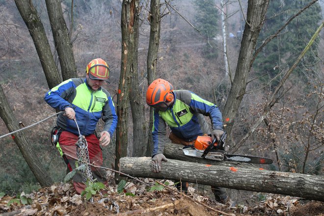 Podiranje dreves na Rožniku v Ljubljani. FOTO: Tomi Lombar/Delo