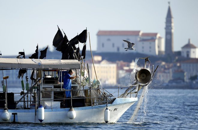 Zaradi nenavadnega enostranskega določanja meje, ki si jo je privoščila hrvaška stran, so lani in predlanskim imeli veliko preglavic tudi ribiči. FOTO: Matej Družnik/Delo