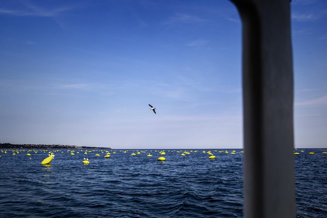 Sredine trditve ministra so v celoti zavrnili in poudarili, da dogajanje na morju 24. marca v nobenem primeru ni izstopalo. Fotografija je simbolična. FOTO: Voranc Vogel