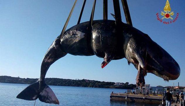 Poginula samica kita. FOTO: Gasilska brigada Porto Cervo