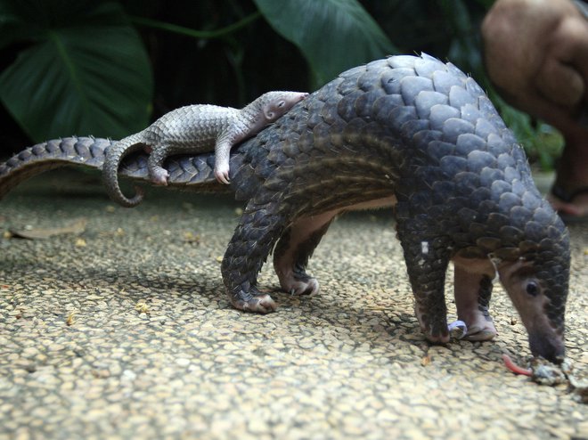 Pangolin velja na Kitajskem za delikateso, posamezne dele njegovega telesa pa uporabljajo tudi v tradicionalni kitajski medicini.Foto Reuters