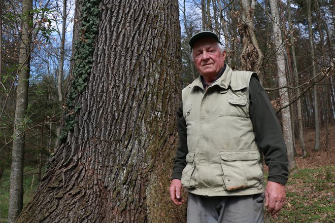 Franc Šinko iz Rogašovcev svojega hrasta ne bi posekal, tudi če za to ne bi dobil denarja. FOTO: Jože Pojbič/Delo