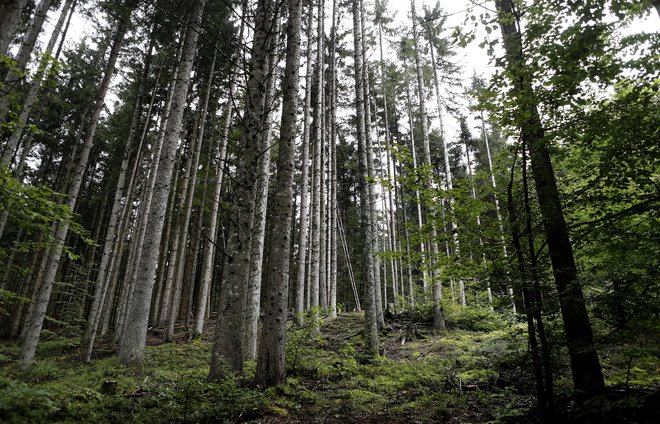 Glavni cilj akcije je javnost obveščati o pomenu ohranitve gozdov in narave. FOTO: Blaž Samec