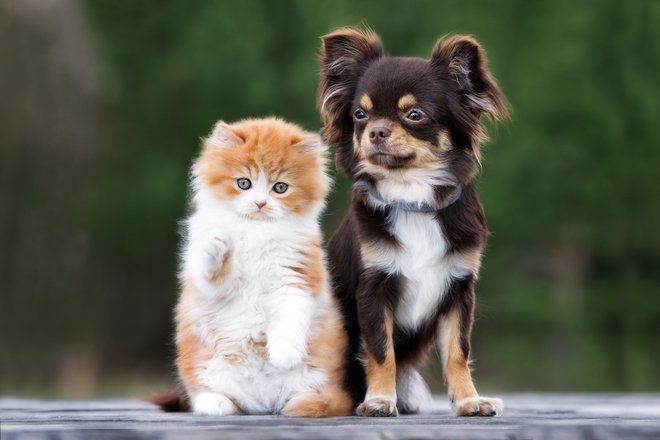 Razprave o psih in mačkah se pogosto končajo pri vprašanju, katera žival je pametnejša. Foto Shutterstock