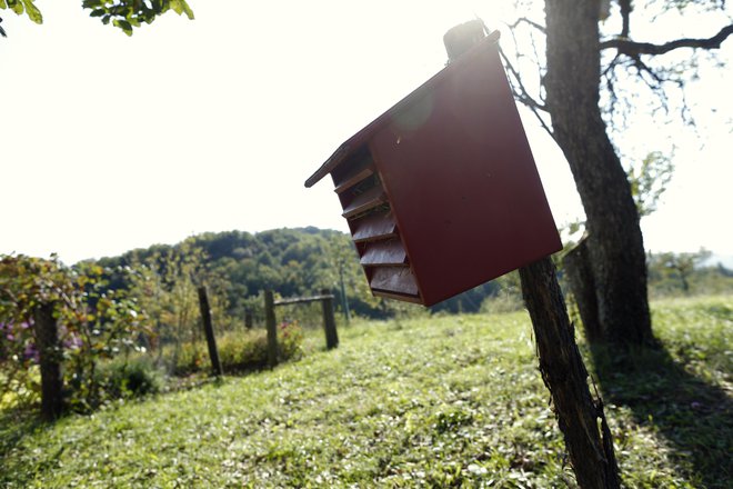 Med projekti je tudi čebelarska kmetija FOTO: Uroš Hočevar/Delo