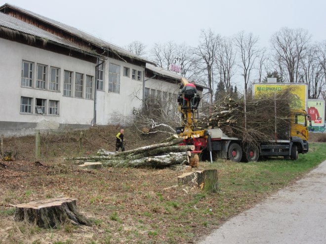 Na območju nekdanje mlekarne so posekali drevesa, ker da bi v prihodnje ovirala gradnjo vila blokov. FOTO: Špela Kuralt/Delo