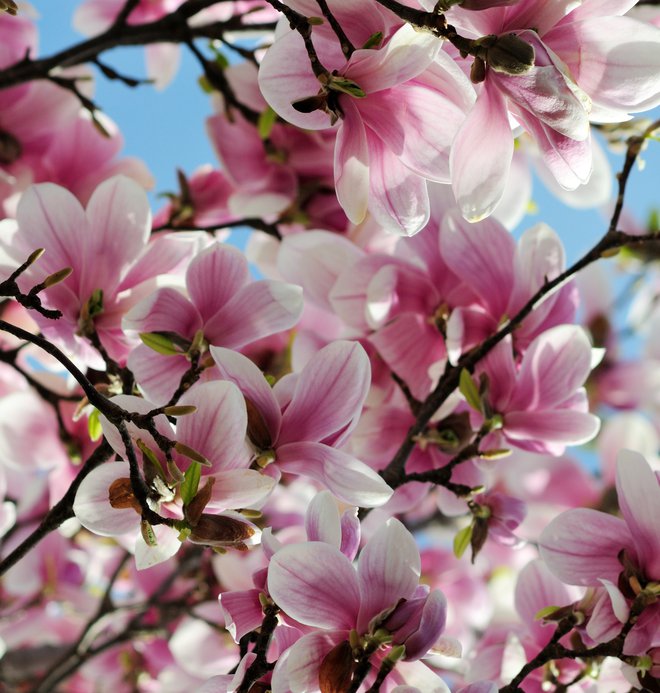 Našli so fosilne ostanke magnolij, ki so stari dvajset milijonov let. Zemljo so naselile pred sto milijoni. V kredi. FOTO: Shutterstock