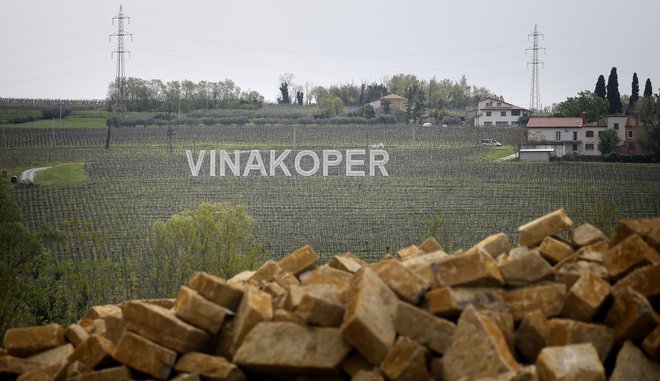 Vinakoper upravlja 600 hektarov vinorodnih zemljišč na atraktivnih lokacijah po slovenski Istri. Foto Blaž Samec