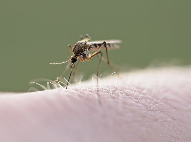 Razmere so dobre, komarji prihajajo. FOTO: Shutterstock
