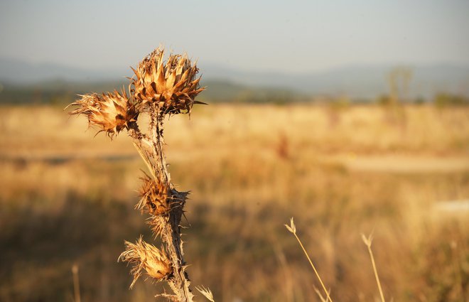 Če ne bomo vsi v nekaj letih dojeli nuje za resne spremembe in naredili vse, kar je možno, da prenehamo v ozračje izpuščati CO2 in druge toplogredne pline, je znatna verjetnost, da se na preveliko povišanje globalne temperature ne bomo mogli prilagoditi. FOTO: Jure Eržen