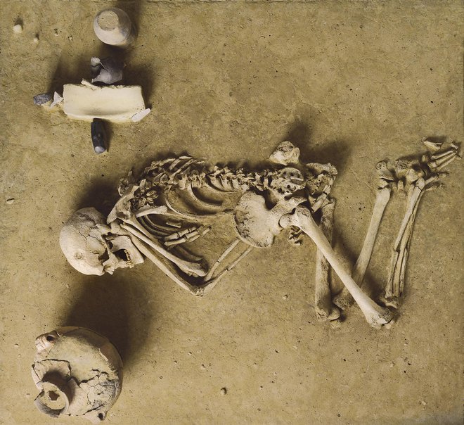 ◀ Bojevnik z bojno sekiro iz mlajše kamene dobe, iz groba v Wennungenu. Foto Deželni zavod za zaščito kulturnozgodovinskih spomenikov in arheologijo Saške - Anhalta