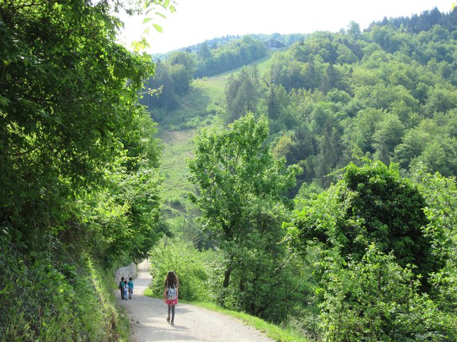 Pot je gozdna in makadamska. FOTO: Špela Kuralt/Delo