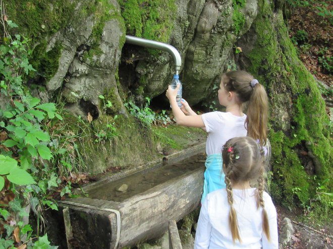 200-letna Trobiševa bukev nudi osvežitev in počitek v senci. FOTO: Špela Kuralt/Delo