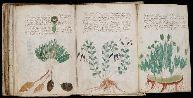V Voynichevem rokopisu so po mnenju Chesira znanja s področja zdravilnih rastlin, terapevtskih kopeli in astroloških naukov, ki se nanašajo na vprašanja srca, duha in človeške reprodukcije. FOTO: Wikipedia