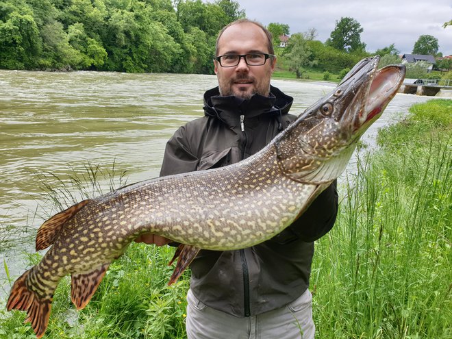 Ščuka velikanka. FOTO: Zoran Leko