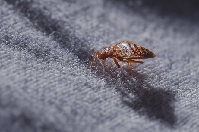 Zajedalske stenice (na fotografiji je posteljna stenica) so se po novih ugotovitvah pojavile že v času dinozavrov. FOTO: Shutterstock