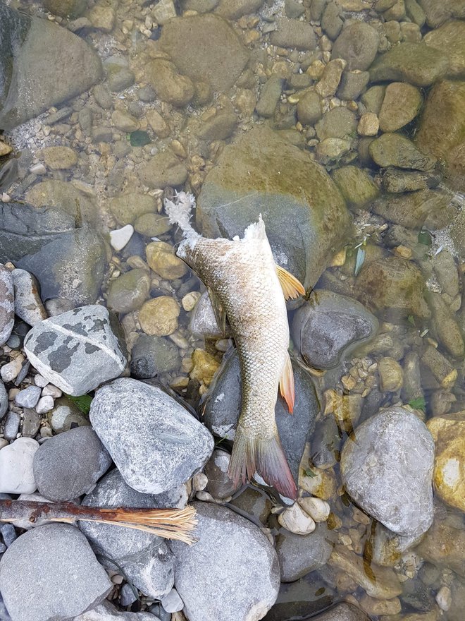 Ostanki plena na Nadiži. FOTO: RD Tolmin