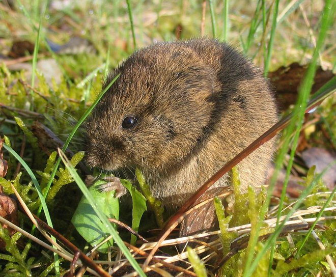 Virus kroži v naravnih žariščih predvsem med glodavci, kot so miši, voluharji in podgane, ki so kronični nosilci. FOTO: Shutterstock