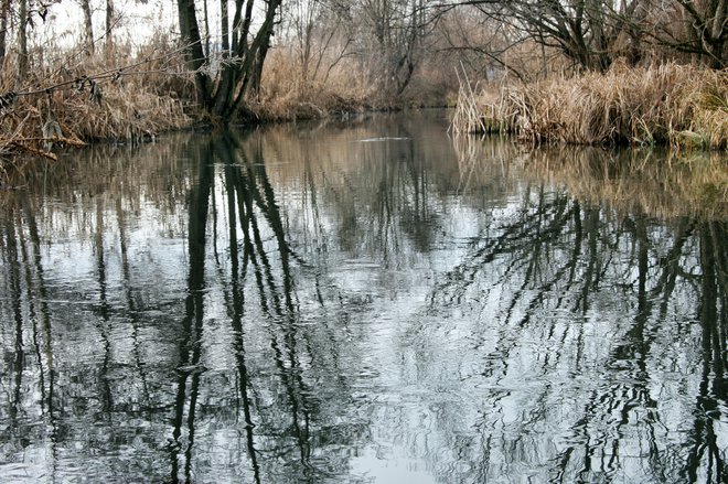 Potok Struga v zaščitenem Krajinskem parku Vrbje. FOTO: Brane Piano