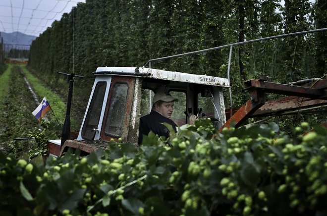Romunski delavci na sezonskem delu na hmeljiščih v savinjski dolini 11.9.2014 Žalec Slovenija