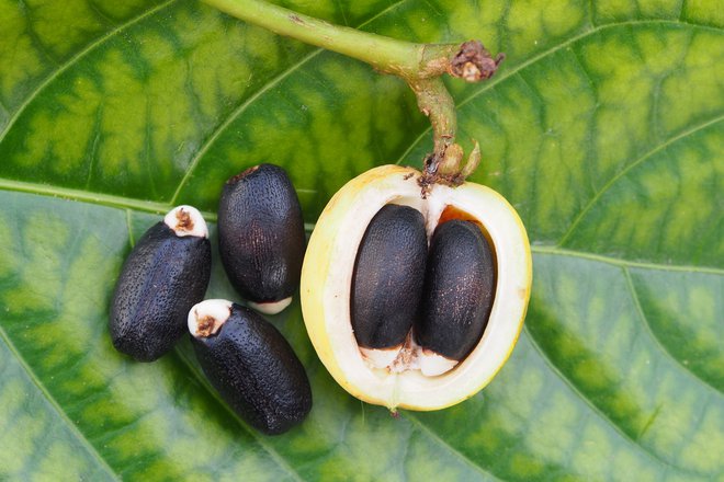 Od sredine leta 2000 je bilo posajenih več deset tisoč hektarjev jatrofe za biogorivo, večinoma v Indiji in Afriki. Foto: Shutterstock