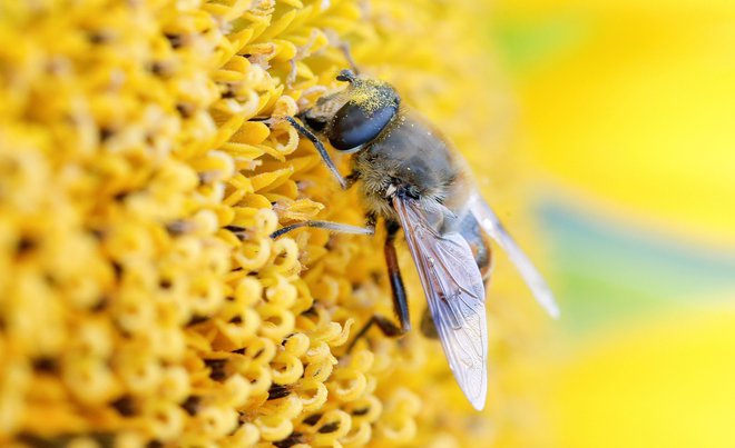 Tudi Švicarjem je mar za čebele.<br />
FOTO: Reuters