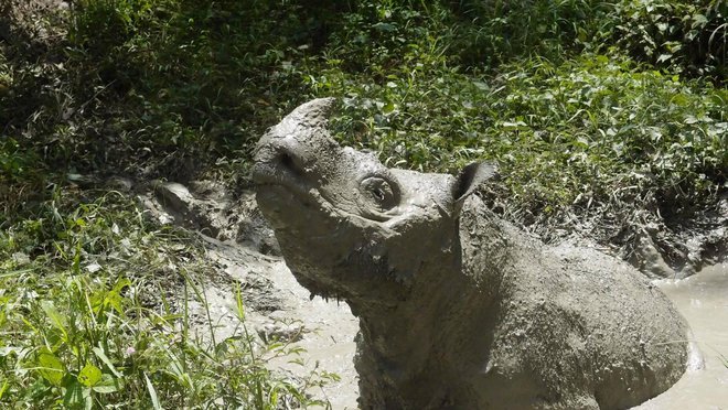 Nesrečni nosorog iz Malezije. FOTO: Chris Annadorai / Reuters