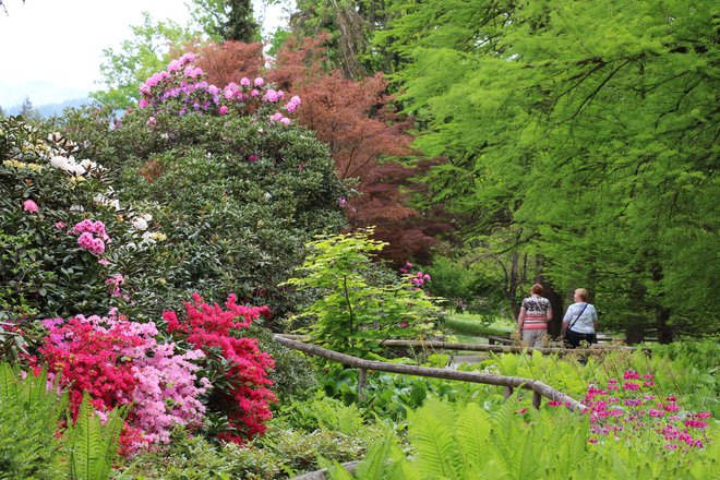 V Arboretumu se je kljub deževnemu in hladnemu&nbsp;vremenu odprlo 5000 cvetov rododendrona.&nbsp;FOTO: JZ Arboretum