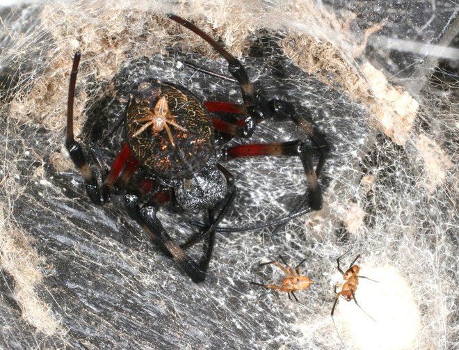 Samica pajka vrste <em>Nephilingis cruentata</em>, obkrožena s tremi samci. FOTO: Nacionalni inštitut za biologijo