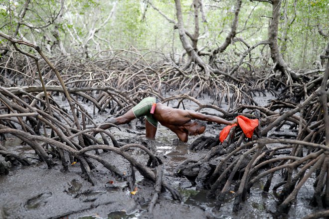 Ribič José da Cruz, zaradi svojih značilnih zob znan tudi kot vampir, lovi rake v gozdu mangrov na reki Caratingui v zvezni brazilski državi Bahia. Njegov povprečni dnevni ulov je pol manjši, kot je bil pred desetimi leti. FOTO: Nacho Doce/Reuters