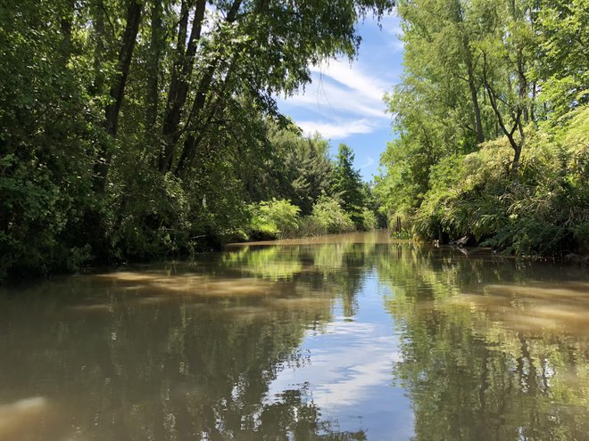 Tigre je povsem zelen, vendar gre za tropsko okolje, zato je to zelenje povsem drugačno kot v Sloveniji. FOTO: Aljaž Vrabec