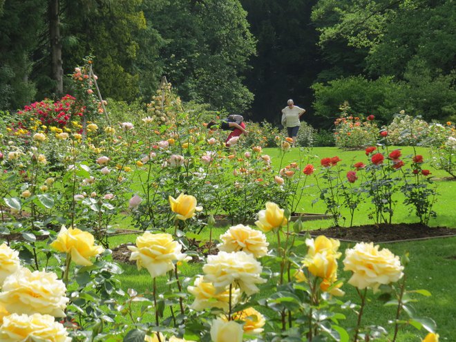 Cvetenje vrtnic že privablja številne obiskovalce. FOTO: Bojan Rajšek/Delo