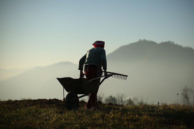 Na zbornici kmetijskih in živilskih podjetij so prepričani, da je predlog pisan na kožo mladim kmetom in mladim prevzemnikom kmetij, ki bodo v privilegiranem položaju. FOTO: Jure Eržen/Delo